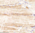 IHC staining of FFPE zebrafish muscle tissue with Sars1 antibody, HRP-labeled secondary and DAB substrate. HIER: boil tissue sections in pH8 EDTA for 20 min and allow to cool before testing.