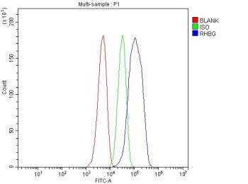 Flow Cytometry analysis of HepG2 cells using anti-RHBG antibody. Overlay histogram showing HepG2 cells stained with (Blue line). The cells were fixed with 4% paraformaldehyde and blocked with 10% normal goat serum. And then incubated with rabbit anti-RHBG antibody (1 ug/million cells) for 30 min at 20oC. DyLight 488 conjugated goat anti-rabbit IgG (5-10 ug/million cells) was used as secondary antibody for 30 min at 20oC.
