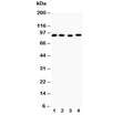 Western blot testing of Hsp90 alpha antibody and Lane 1: rat liver; 2: HeLa; 3: MCF-7; 4: Raji lysate. Expected/observed molecular weight: 86-90 kDa.