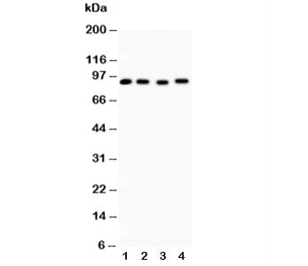 Western blot testing of Hsp90 alpha antibody and Lane 1: rat liver; 2: HeLa; 3: MCF-7; 4: Raji lysate. Expected/observed molecular weight: 86-90 kDa.