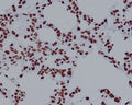 IHC staining of FFPE rat lung tissue with H2AFX antibody. HIER: boil tissue sections in pH6, 10mM citrate buffer, for 10-20 min and allow to cool before testing.