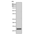 Western blot testing of human HeLa cell lysate with TRX antibody. Predicted molecular weight ~12 kDa.