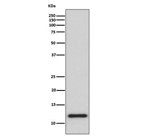 Western blot testing of human HeLa cell lysate with TRX antibody. Predicted molecular weight ~12 kDa.
