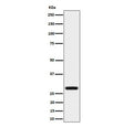 Western blot testing of human HeLa cell lysate with Peflin antibody. Predicted molecular weight ~30 kDa.