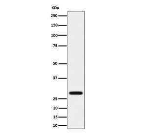 Western blot testing of human HeLa cell lysate with Peflin antibody. Predicted molecular weight ~30 kDa.