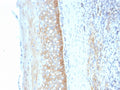 IHC staining of FFPE human tonsil tissue with CD73 antibody (clone NT5E/2545). HIER: boil tissue sections in pH9 10mM Tris with 1mM EDTA for 10-20 min and allow to cool before testing.