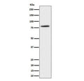 Western blot testing of human 293T cell lysate with CRTC2 antibody. Predicted molecular weight ~73 kDa.