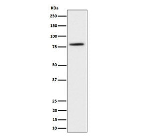 Western blot testing of human 293T cell lysate with CRTC2 antibody. Predicted molecular weight ~73 kDa.