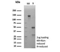 SDS-PAGE analysis of purified, BSA-free BRCA1 antibody (clone BRCA1/2973) as confirmation of integrity and purity.
