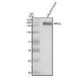 Western blot analysis of Arid2 protein using zebrafish Arid2 antibody and zebrafish head tissue lysate. The predicted molecular weight of ARID2 is ~197 kDa.