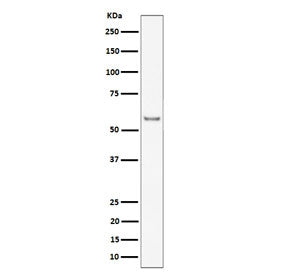 Western blot testing of mouse heart tissue lysate with Intercellular adhesion molecule 2 antibody. Expected molecular weight: 31-60 kDa depending on glycosylation level.