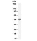 Western blot testing of rat liver lysate with BHMT antibody at 0.03ug/ml. Predicted molecular weight: ~45kDa.
