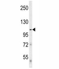 Western blot analysis of ULK1 in mouse cerebellum tissue lysate.
