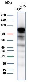 Western blot testing of human THP-1 cell lysate with SATB2 antibody (clone SATB2/8264R). Predicted molecular weight ~83 kDa.