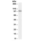Western blot testing of human cerebellum lysate with MINT1 antibody at 0.1ug/ml. Predicted molecular weight: ~93kDa.