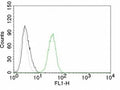 Flow cytometry test of Jurkat cells. Black: cells alone; Grey: isotype control; Green: AF488-labeled CD31 antibody (C31.10).