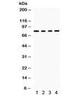 Western blot testing of 1) rat brain, 2) mouse brain, 3) human U87 and 4) HeLa lysate with SP4 antibody. Predicted/observed molecular weight ~82 kDa.