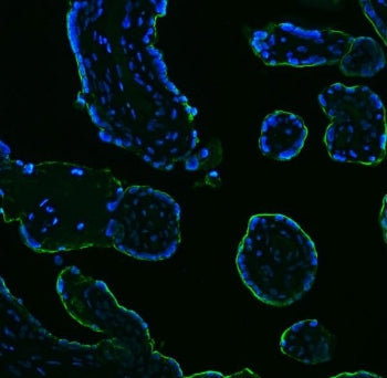 Immunofluorescent staining of FFPE human placental tissue with Placental Alkaline Phosphatase antibody (green) and DAPI nuclear stain (blue). HIER: boil tissue sections in pH8 EDTA for 20 min and allow to cool before testing.