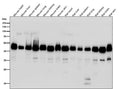 Western blot testing of mouse and rat samples using the DNAJA4 antibody at 1:5000 dilution for 1 hour at room temperature. Predicted molecular weight ~45 kDa.