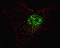 Fluorescent confocal image of SY5Y cells stained with PDX1 antibody. Alexa Fluor 488 conjugated secondary (green) was used. Nuclei were counterstained with Hoechst 33342 (blue) (10 ug/ml, 5 min). Note the highly specific localization of the PDX1 immunosignal to the nucleus.