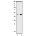Western blot testing of human 1) K562 and 2) HEK293 cell lysate with SMAD7 antibody. Expected molecular weight: 45-55 kDa.