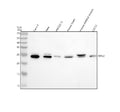 Western blot analysis of MYL3 using anti-MYL3 antibody. Lane 1: human Caco-2 whole cell lysates, Lane 2: human Hela whole cell lysates, Lane 3: human H9C2(2-1) whole cell lysates, Lane 4: mouse heart tissue lysates, Lane 5: mouse skeletal muscle tissue lysates, Lane 6: mouse C2C12 whole cell lysates. After electrophoresis, proteins were transferred to a nitrocellulose membrane at 150 mA for 50-90 min. Blocked the membrane with 5% non-fat milk/TBS for 1.5 hour at RT.