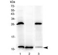 Western blot testing of 1) rat stomach, 2) rat small intestine and 3) mouse small intestine with Tff3 antibody at 0.5ug/ml. Predicted molecular weight: ~10 kDa.