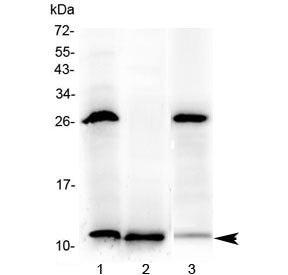 Western blot testing of 1) rat stomach, 2) rat small intestine and 3) mouse small intestine with Tff3 antibody at 0.5ug/ml. Predicted molecular weight: ~10 kDa.