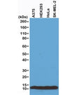 Western blot of A375, HEK293, HeLa and SK-MEL-2 whole cell lysates using recombinant Histone H4 antibody at 0.2 ug/ml.