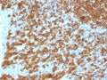 IHC test of FFPE human tonsil probed with CD45RA antibody