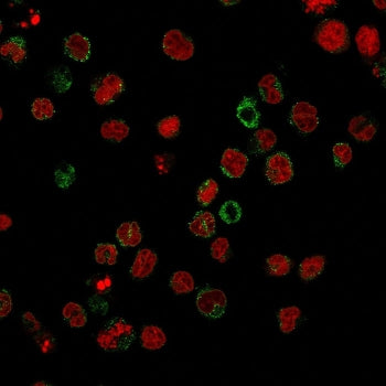 FUT4 Antibody U937 Immunofluorescence. Immunofluorescent analysis of human U937 cells stained with FUT4 Antibody demonstrates prominent membranous and cell surface-associated green fluorescence consistent with Fucosyltransferase 4-associated Lewis X/CD15 carbohydrate antigen biosynthesis pathways in myeloid-associated cellular populations.
