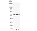 Western blot testing of INDOL1 antibody and Lane 1: human A549; 2: human placenta; 3: human A431 cell lysate. Expected molecular weight: ~47 kDa.