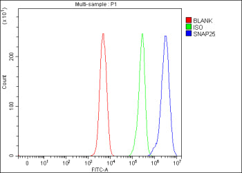 Flow Cytometry analysis of SH-SY5Y cells using anti-SNAP25 antibody. Overlay histogram showing SH-SY5Y cells stained with (Blue line). To facilitate intracellular staining, cells were fixed with 4% paraformaldehyde and permeabilized with permeabilization buffer. The cells were blocked with 10% normal goat serum. And then incubated with rabbit anti-SNAP25 antibody (1 ug/million cells) for 30 min at 20oC.