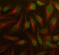 Immunofluorescent staining of PSMD5 using anti-PSMD5 antibody (green) and anti-Beta Tubulin antibody (red). PSMD5 was detected in an immunocytochemical section of Hela cells. Enzyme antigen retrieval was performed using IHC enzyme antigen retrieval reagent for 15 mins. The cells were blocked with 10% goat serum. And then incubated with 5 ug/ml rabbit anti-PSMD5 antibody and mouse anti-Beta Tubulin antibody overnight at 4oC.