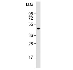 Western blot testing of human liver lysate with LYVE1 antibody. Expected molecular weight: 35-65 kDa depending on glycosylation level.