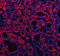 Western blot testing of Profilin 2 antibody and rat brain lysate. Expected/observed size ~15 kDa.