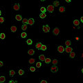 Immunofluorescent staining of FFPE human Jurkat cells with CD3 antibody (green, clone B-B12) and Reddot nuclear stain (red).
