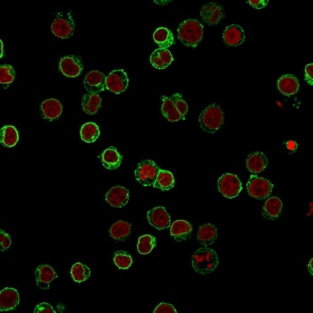 Immunofluorescent staining of FFPE human Jurkat cells with CD3 antibody (green, clone B-B12) and Reddot nuclear stain (red).