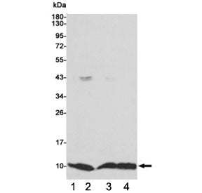 Western blot testing of 1) monkey COS7, 2) human MCF7, 3) human HCT116 and 4) human A549 cell lysates using S100A6 antibody 1:1000. Predicted molecular weight ~10 kDa.