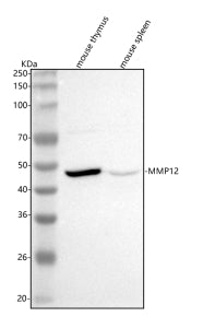 Western blot analysis of Mmp12 using anti-Mmp12 antibody. Lane 1: mouse thymus tissue lysates, Lane 2: mouse spleen tissue lysates. After electrophoresis, proteins were transferred to a nitrocellulose membrane at 150 mA for 50-90 min. Blocked the membrane with 5% non-fat milk/TBS for 1.5 hour at RT.
