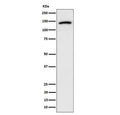 Western blot testing of human U-87 MG cell lysate with CDH10 antibody. Predicted molecular weight ~88 kDa but may be observed at higher molecular weights due to glycosylation.
