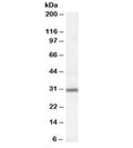 Western blot testing of Jurkat lysate with PAC1 antibody at 0.3ug/ml. Predicted/observed molecular weight: ~30 kDa.