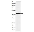 Western blot testing with Cytochrome P450 1A2 antibody. Predicted molecular weight ~58 kDa.