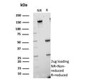 SDS-PAGE analysis of purified, BSA-free CETN1 antibody (clone CETN1/9878) as confirmation of integrity and purity.