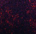 Western blot testing of P2X5 antibody and rat brain lysate. Predicted/observed molecular weight: ~48 kDa.