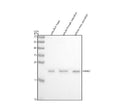 Western blot analysis of DJ-1/PARK7 protein using Zebrafish DJ-1 antibody and 1) zebrafish head, 2) whole female zebrafish and 3) whole male zebrafish tissue lysate. Expected molecular weight ~20 kDa.