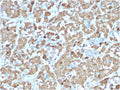 IHC testing of FFPE human pituitary gland with recombinant GH antibody (clone rGH/1450). Required HIER: boil tissue sections in pH 9 10mM Tris with 1mM EDTA for 10-20 min.