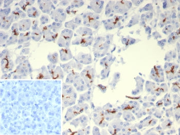 IHC staining of FFPE human pancreas tissue with Cystic Fibrosis Transmembrane Regulator antibody (clone rCFTR/8048). Inset: PBS used in place of primary Ab (secondary Ab negative control). HIER: boil tissue sections in pH 9 10mM Tris with 1mM EDTA for 20 min and allow to cool before testing.