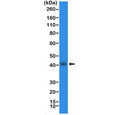 Western blot testing of human TT cell lysate with recombinant Thyroid transcription factor 1 antibody at 1:20,000 dilution. Expected molecular weight: 38-45 kDa.