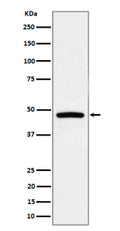 Western blot analysis of PREB expression in Raji cell lysate using PREB antibody.